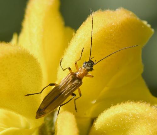 Réf. 230 349 : Oedemera podagrariae